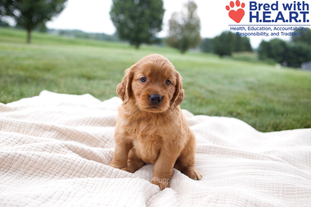 Hannah Image of Hannah, a Golden Retriever puppy