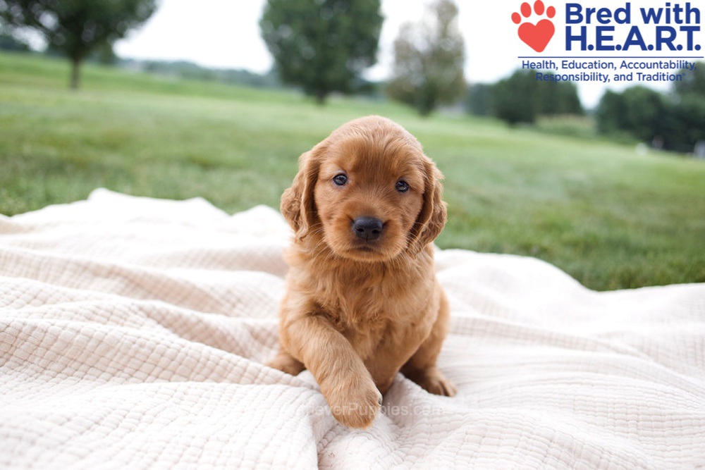 Hannah Image of Hannah, a Golden Retriever puppy