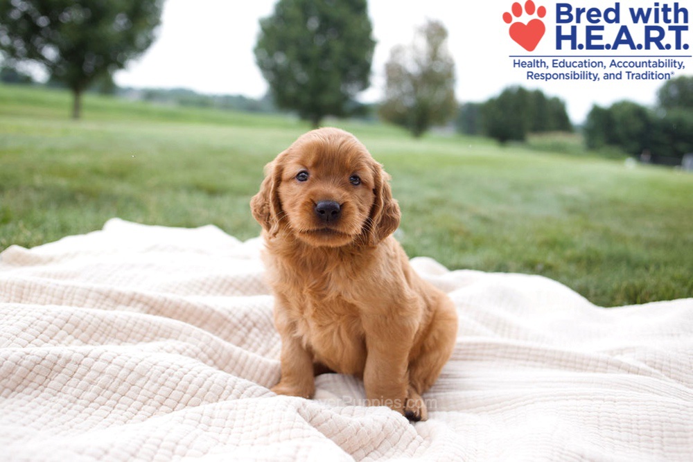 Hannah Image of Hannah, a Golden Retriever puppy