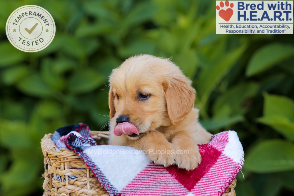 Harper Image of Harper, a Golden Retriever puppy