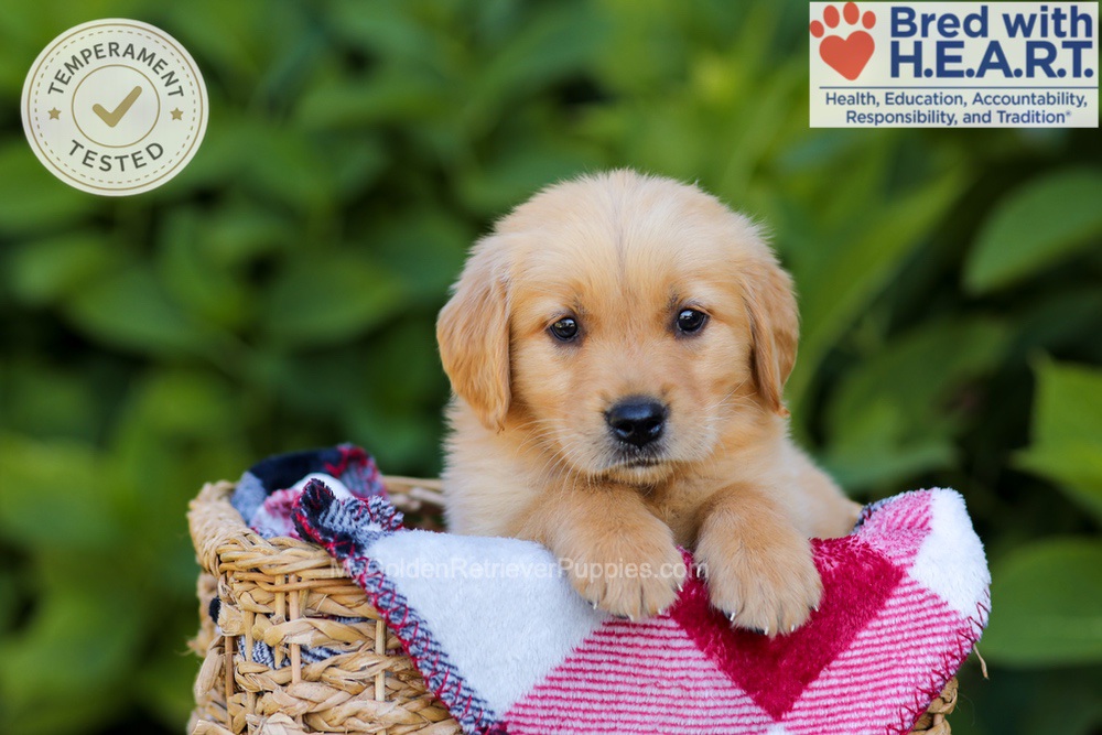Harper Image of Harper, a Golden Retriever puppy