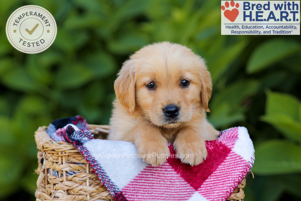 Harper Image of Harper, a Golden Retriever puppy
