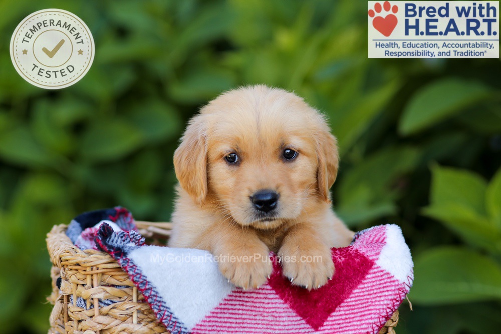 Harper Image of Harper, a Golden Retriever puppy