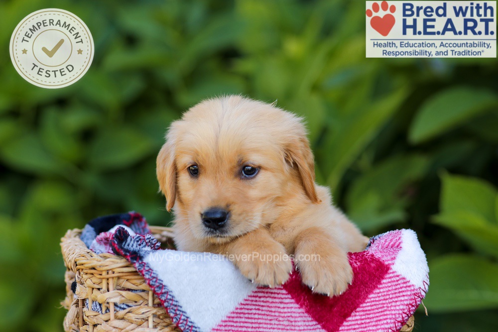Harper Image of Harper, a Golden Retriever puppy