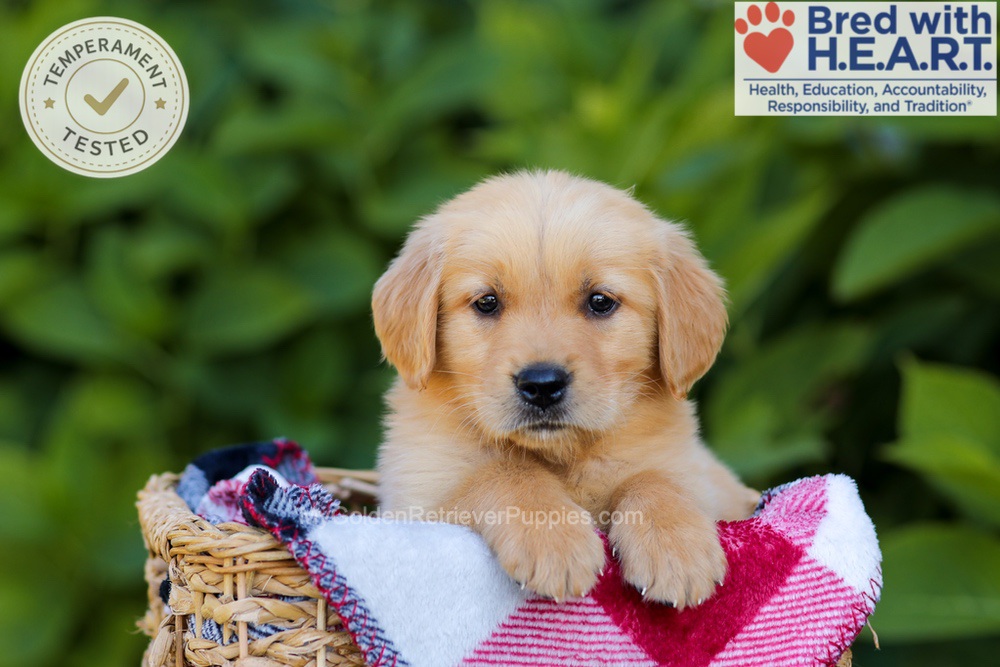 Harper Image of Harper, a Golden Retriever puppy