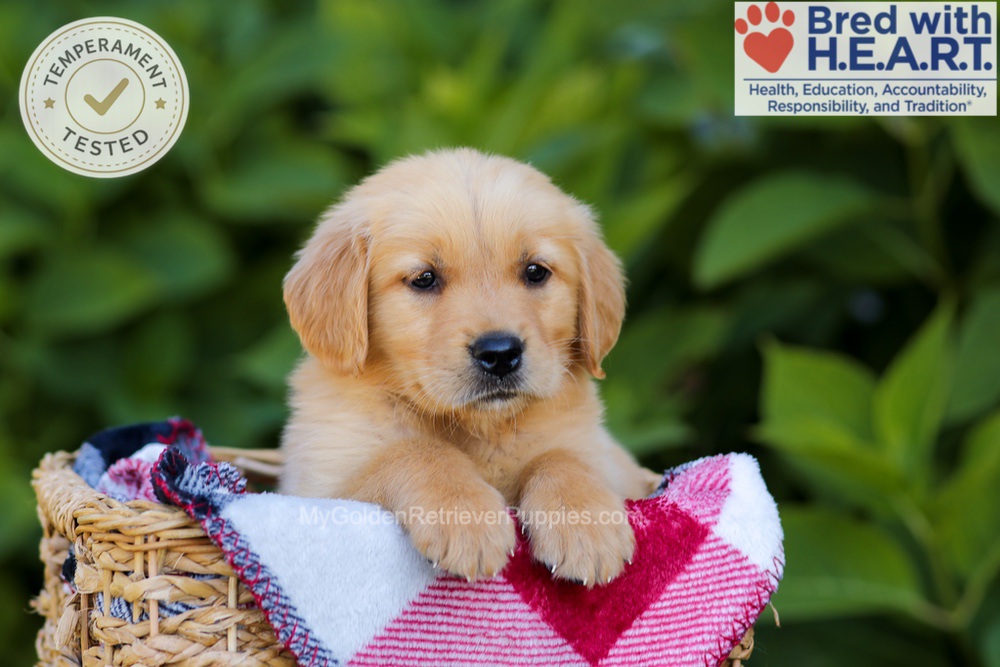Harper Image of Harper, a Golden Retriever puppy