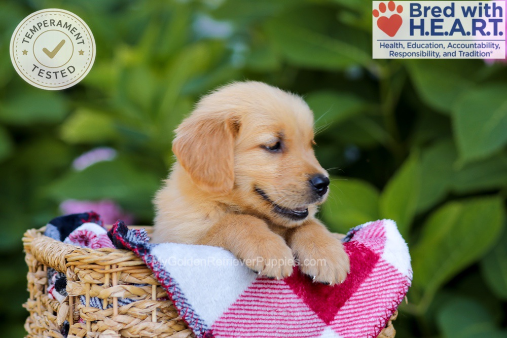Harper Image of Harper, a Golden Retriever puppy