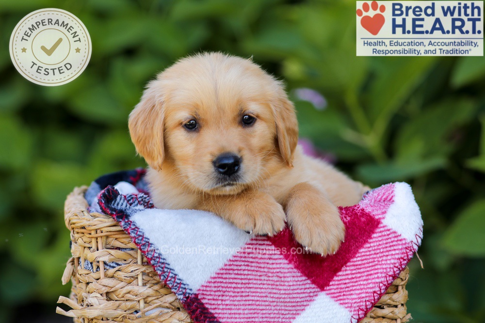Harper Image of Harper, a Golden Retriever puppy