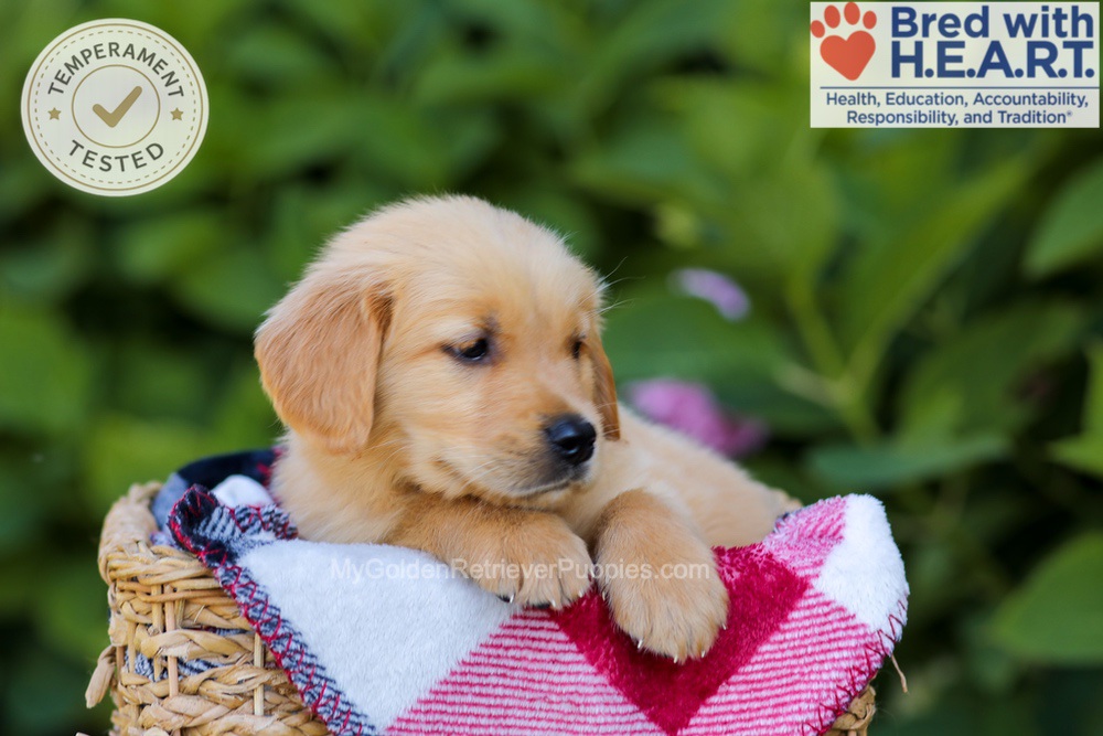 Harper Image of Harper, a Golden Retriever puppy