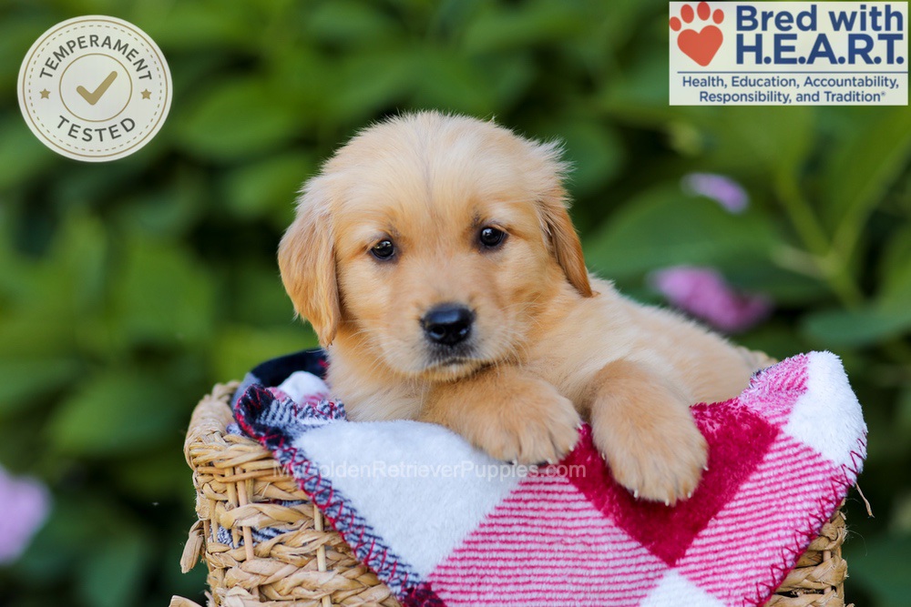 Harper Image of Harper, a Golden Retriever puppy