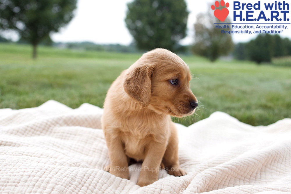 Harriet Image of Harriet, a Golden Retriever puppy