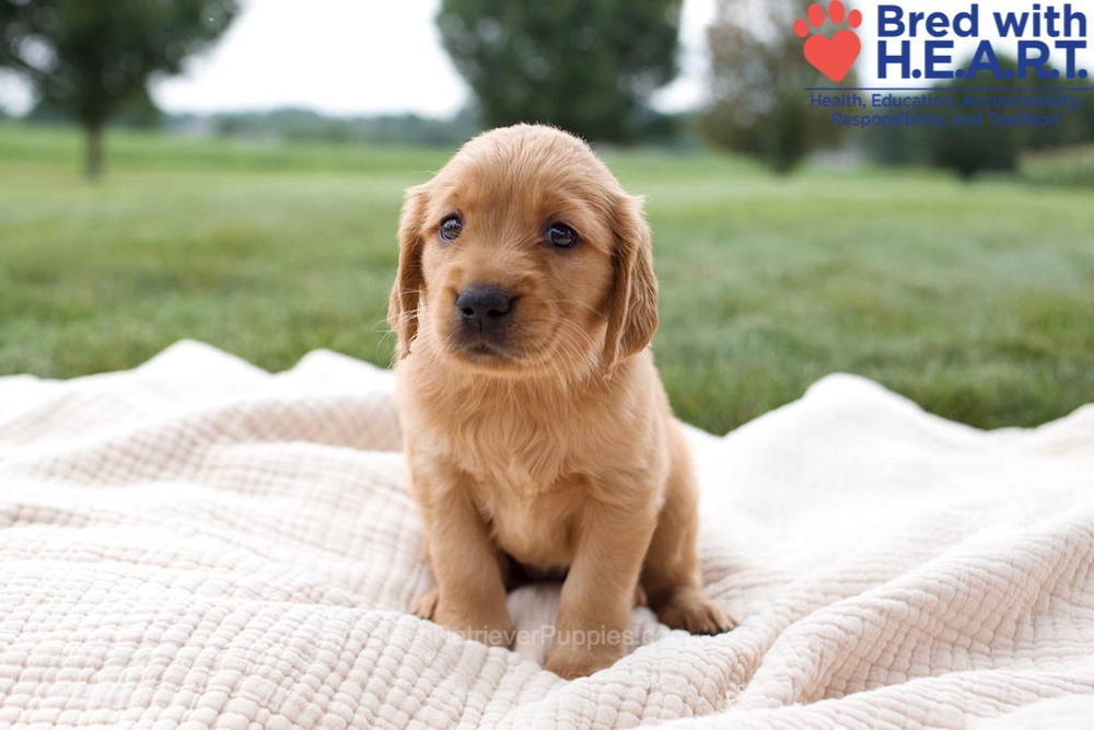Harriet Image of Harriet, a Golden Retriever puppy