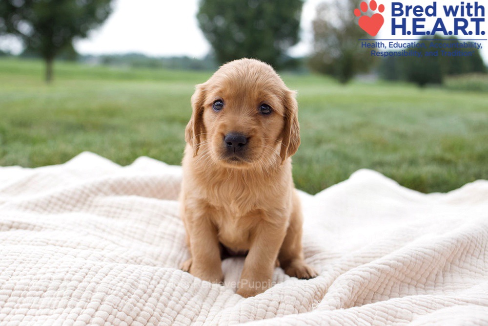 Harriet Image of Harriet, a Golden Retriever puppy