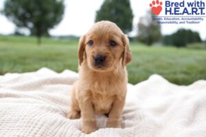 Image of Harriet, a Golden Retriever puppy