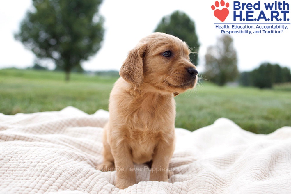 Harriet Image of Harriet, a Golden Retriever puppy