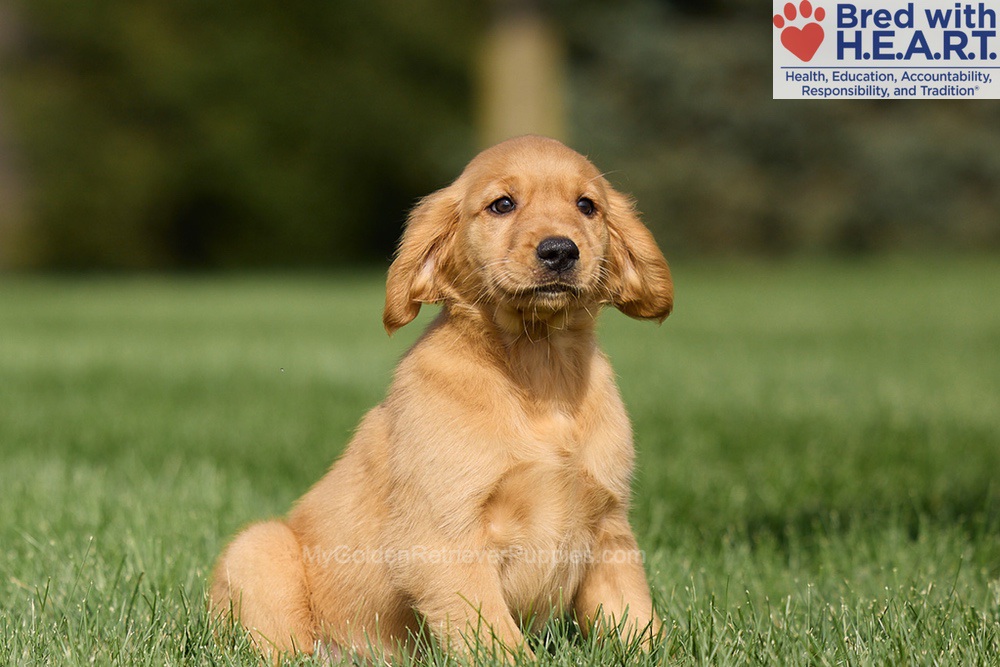 Harriet Image of Harriet, a Golden Retriever puppy