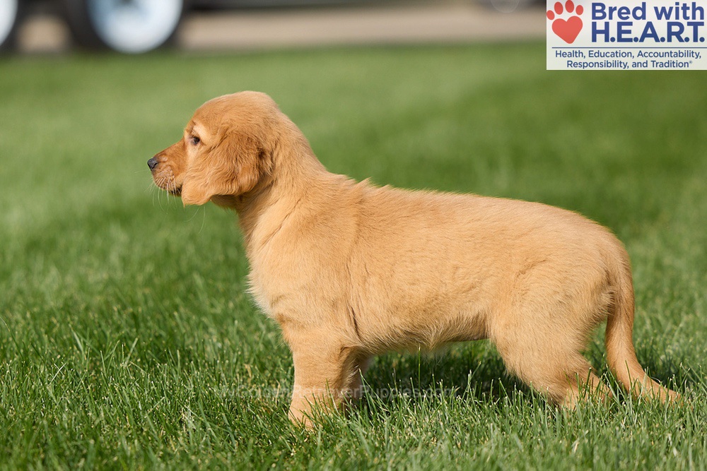 Harriet Image of Harriet, a Golden Retriever puppy