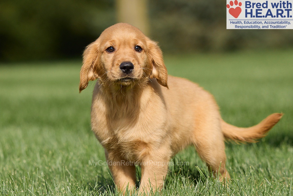Harriet Image of Harriet, a Golden Retriever puppy