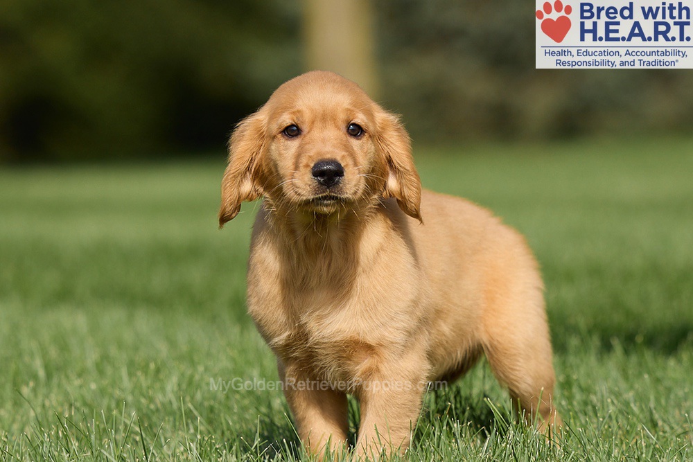 Harriet Image of Harriet, a Golden Retriever puppy