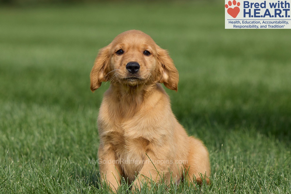 Harriet Image of Harriet, a Golden Retriever puppy