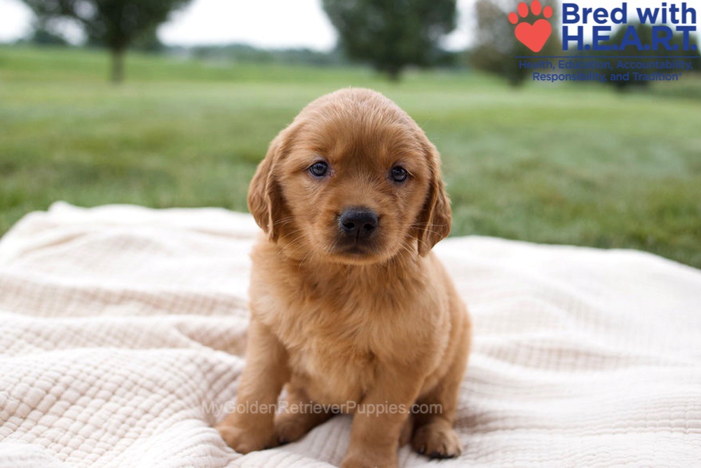 Haven Image of Haven, a Golden Retriever puppy