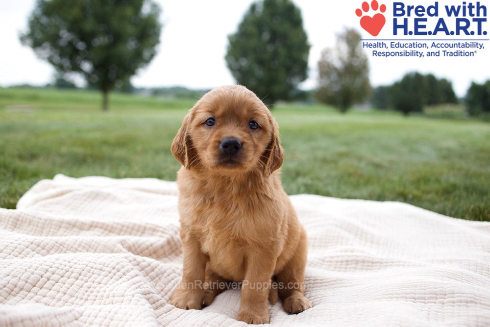 Haven Image of Haven, a Golden Retriever puppy