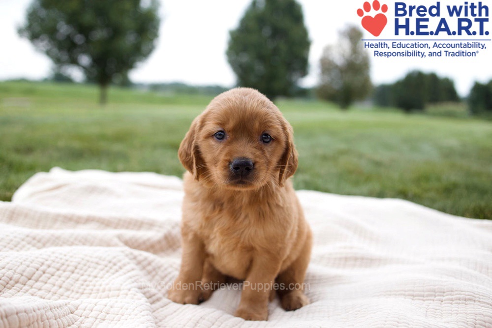 Haven Image of Haven, a Golden Retriever puppy