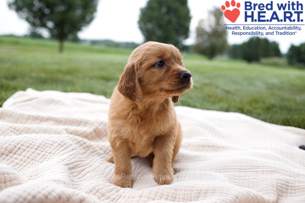Haven Image of Haven, a Golden Retriever puppy