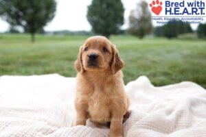 Image of Hazel, a Golden Retriever puppy