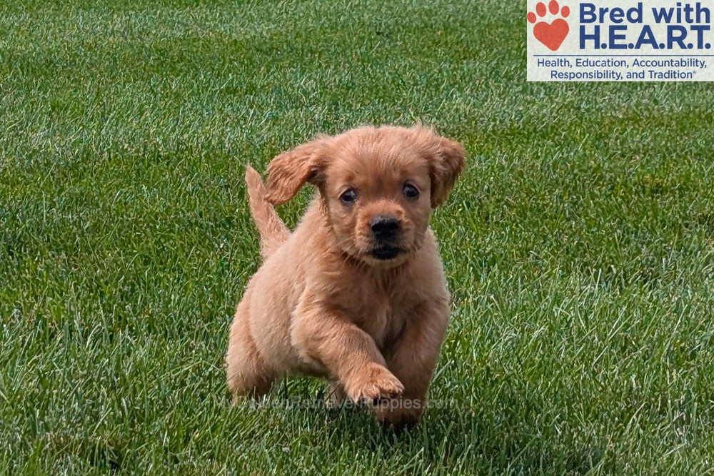 Honey Image of Honey, a Golden Retriever puppy