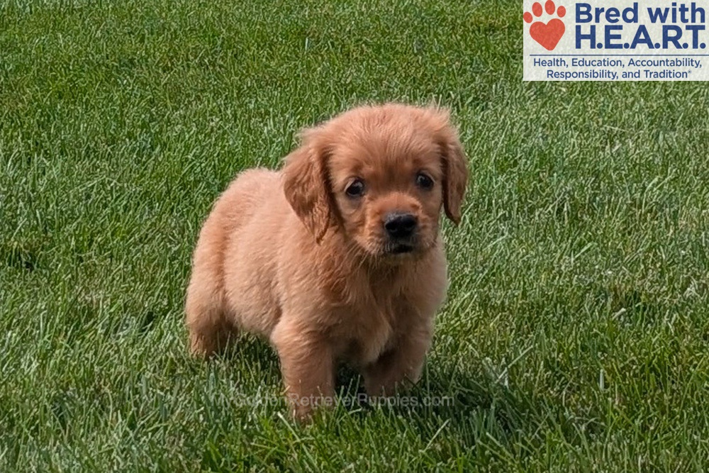 Honey Image of Honey, a Golden Retriever puppy