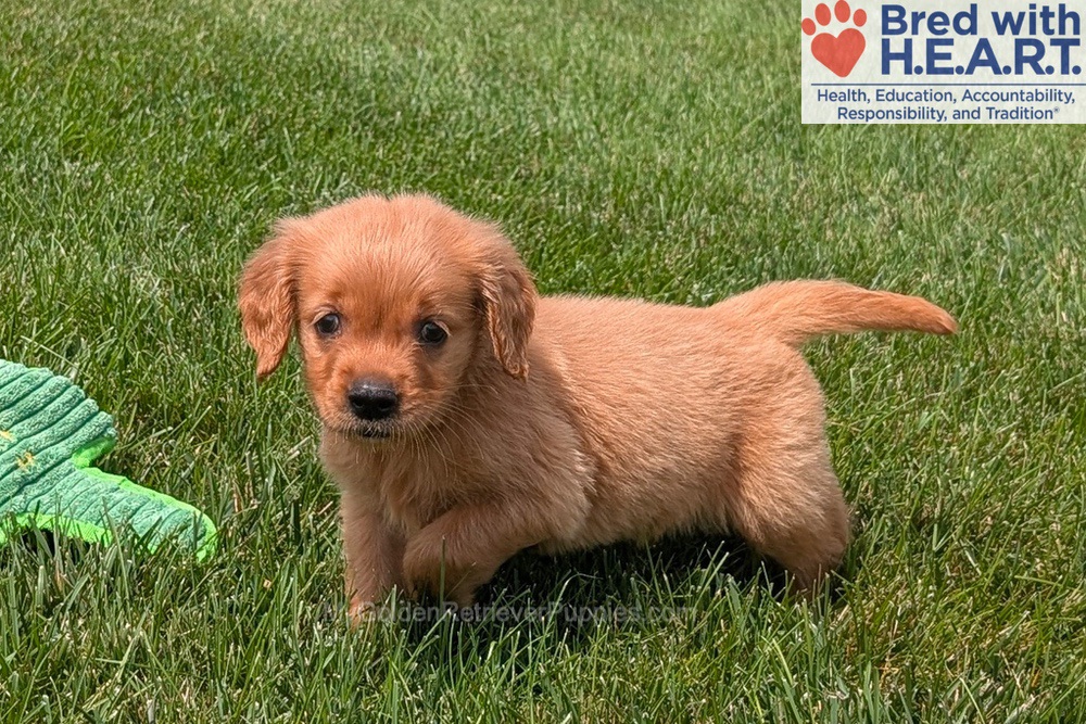 Honey Image of Honey, a Golden Retriever puppy