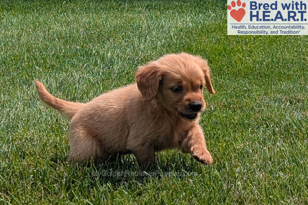 Honey Image of Honey, a Golden Retriever puppy