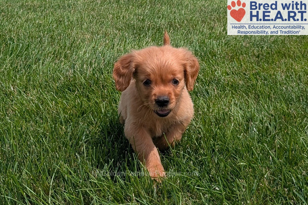 Honey Image of Honey, a Golden Retriever puppy