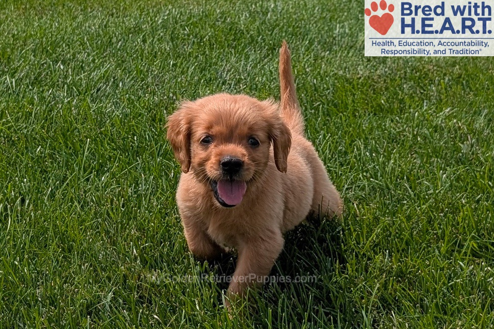 Honey Image of Honey, a Golden Retriever puppy