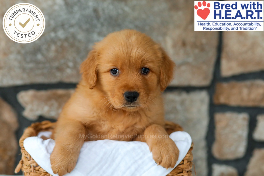 Huckleberry Image of Huckleberry, a Golden Retriever puppy