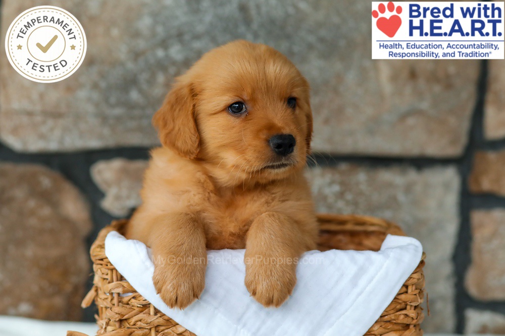 Huckleberry Image of Huckleberry, a Golden Retriever puppy