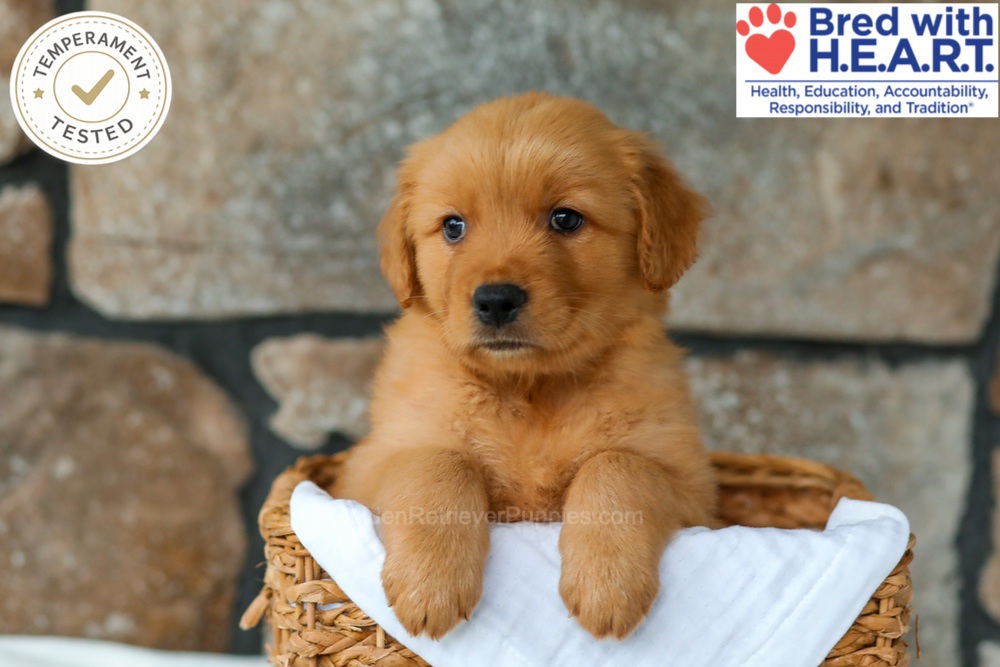 Huckleberry Image of Huckleberry, a Golden Retriever puppy