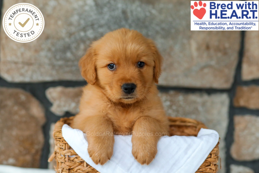 Huckleberry Image of Huckleberry, a Golden Retriever puppy