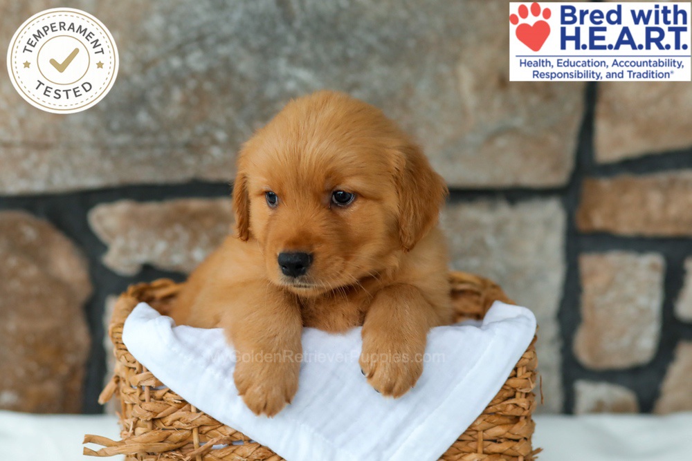 Huckleberry Image of Huckleberry, a Golden Retriever puppy
