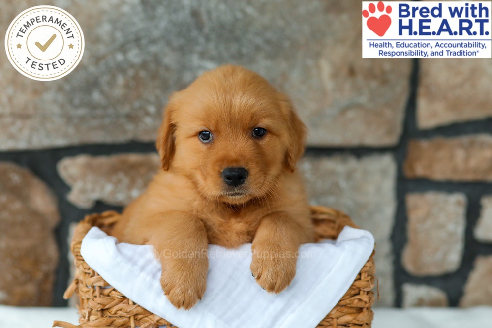 Huckleberry Image of Huckleberry, a Golden Retriever puppy