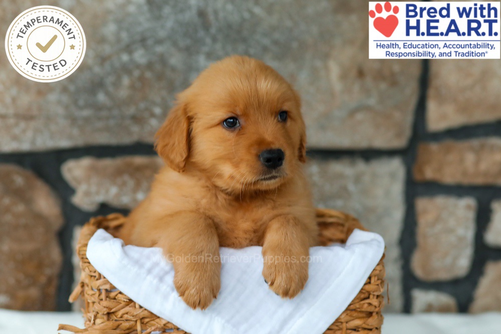 Huckleberry Image of Huckleberry, a Golden Retriever puppy
