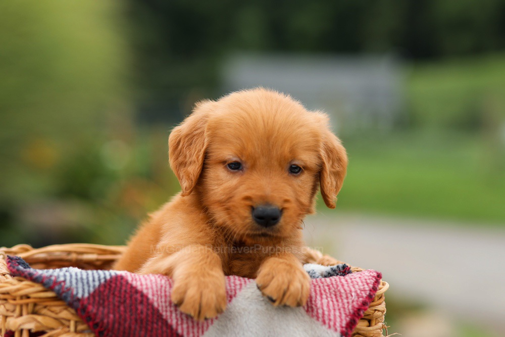 Mason Image of Mason, a Golden Retriever puppy