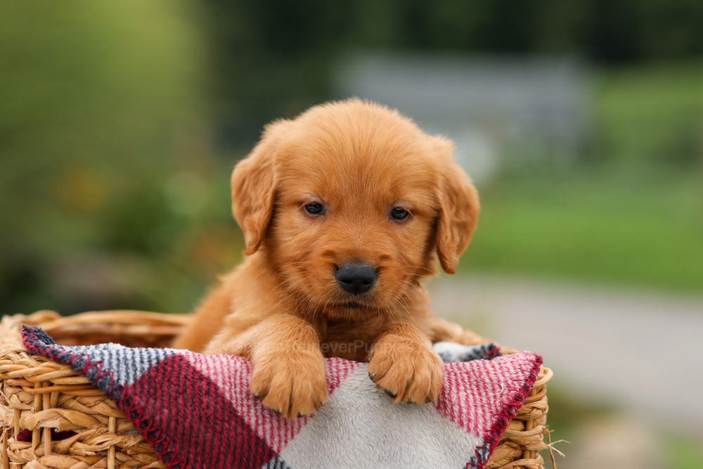 Mason Image of Mason, a Golden Retriever puppy