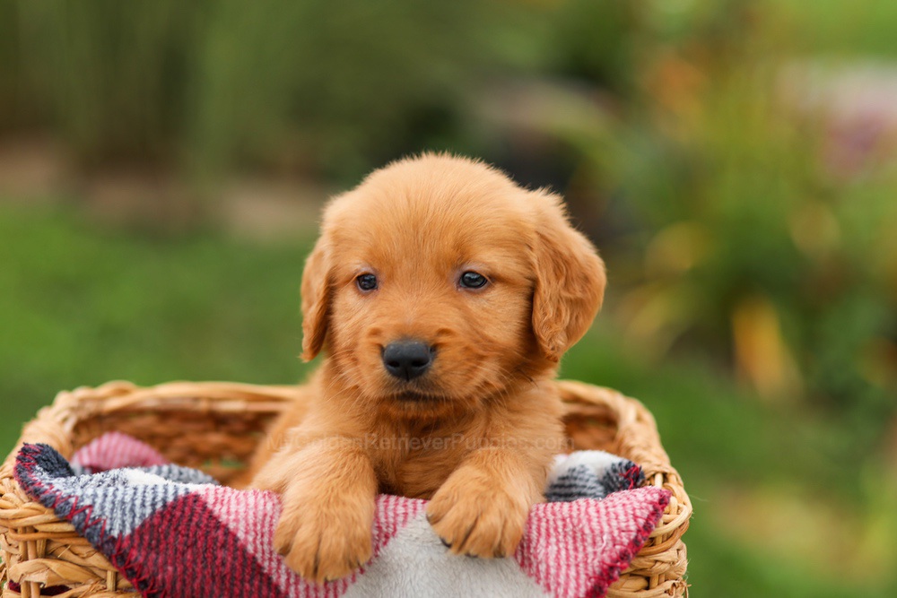 Mason Image of Mason, a Golden Retriever puppy