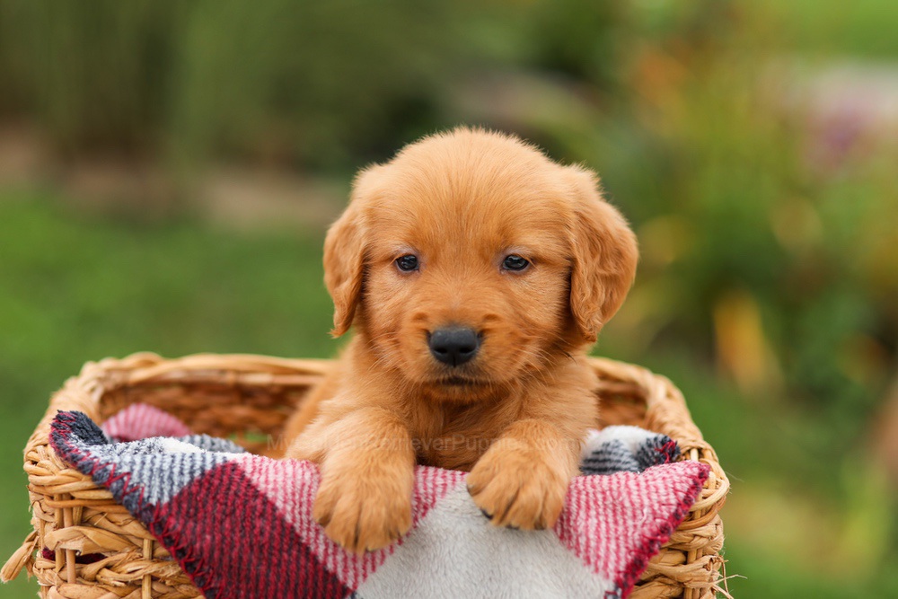 Mason Image of Mason, a Golden Retriever puppy