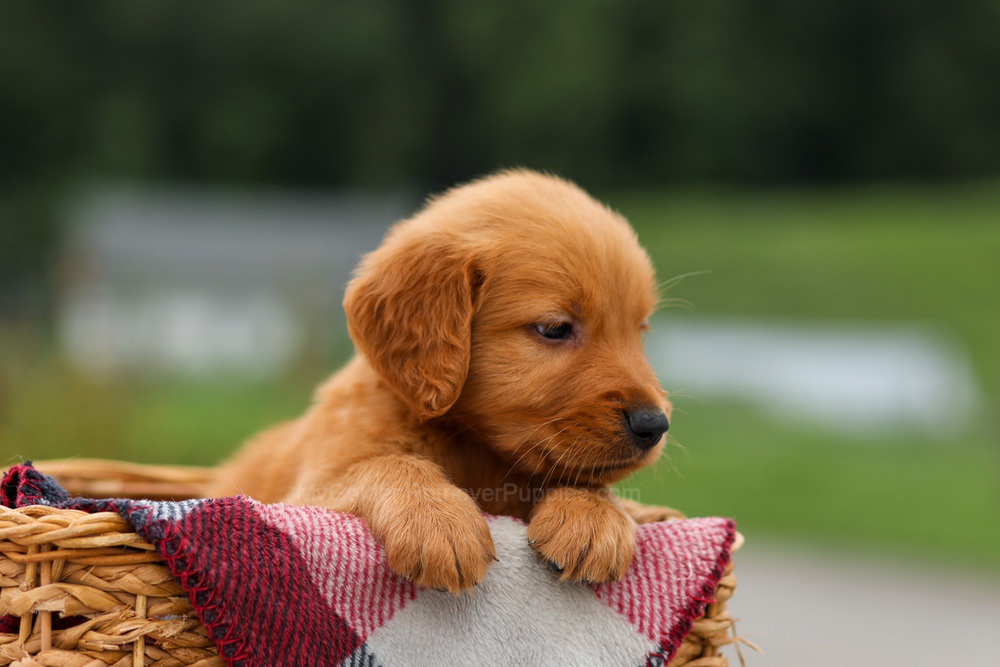 Mason Image of Mason, a Golden Retriever puppy