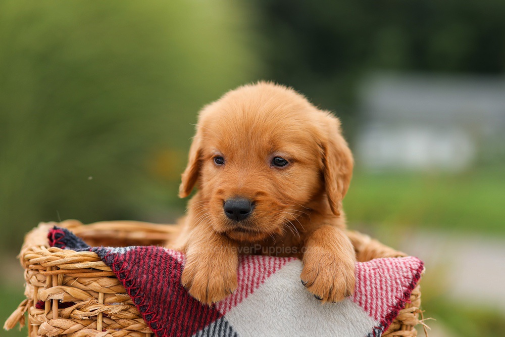 Mason Image of Mason, a Golden Retriever puppy