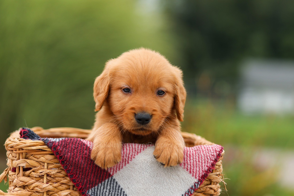 Mason Image of Mason, a Golden Retriever puppy