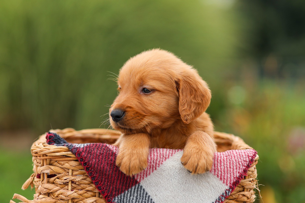 Mason Image of Mason, a Golden Retriever puppy